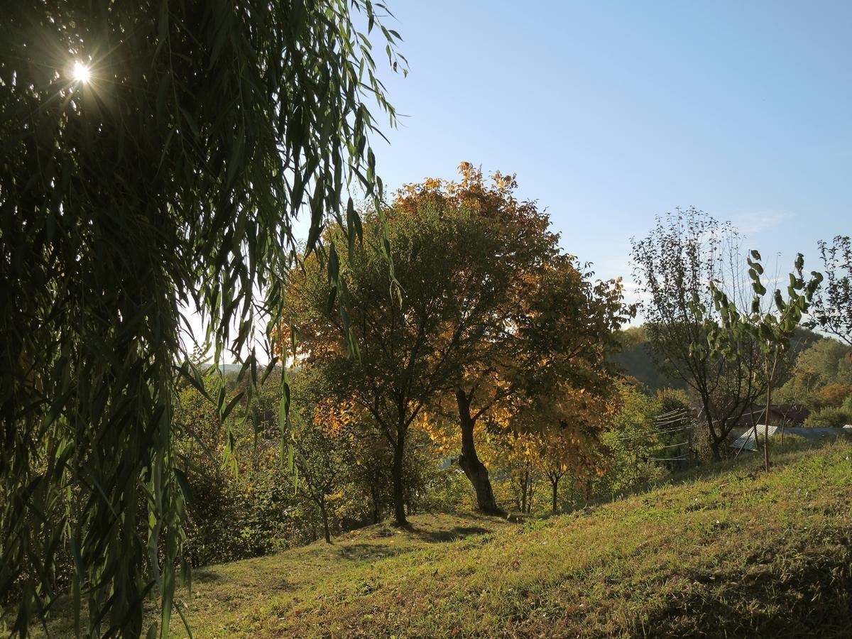 Guesthouse Vila Melisa Răsvadu de Sus 외부 사진